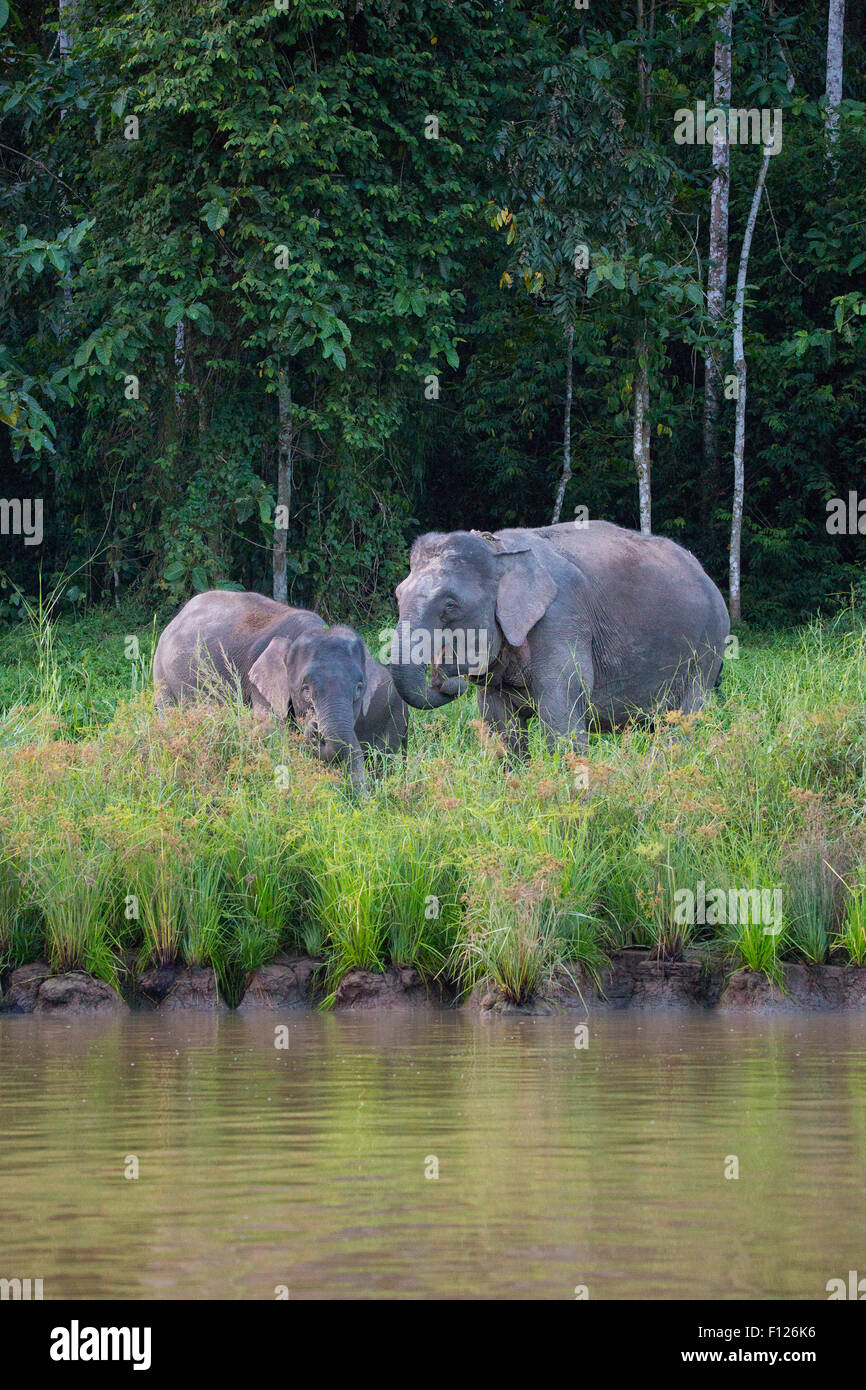 Bornean Pygmy Elephant (Elephas maximus borneensis), Kinabatangan River