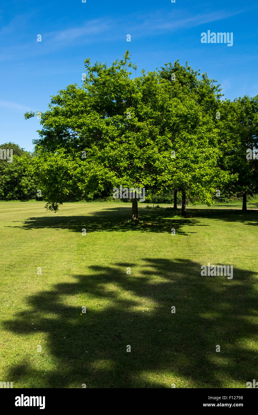Quercus petraea, the Irish oak tree, national tree of Ireland, in
