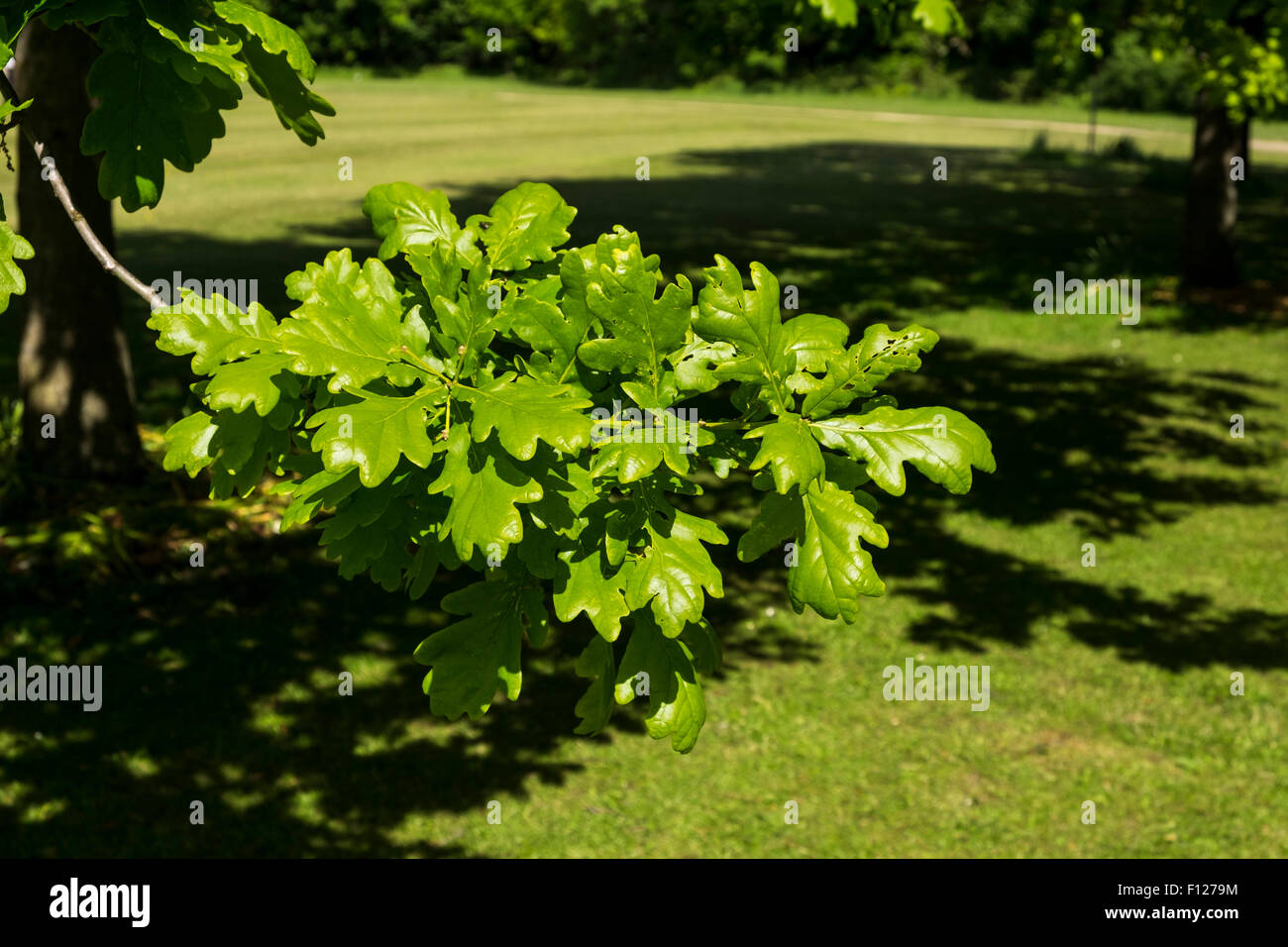 Quercus petraea, the Irish oak tree, national tree of Ireland, in