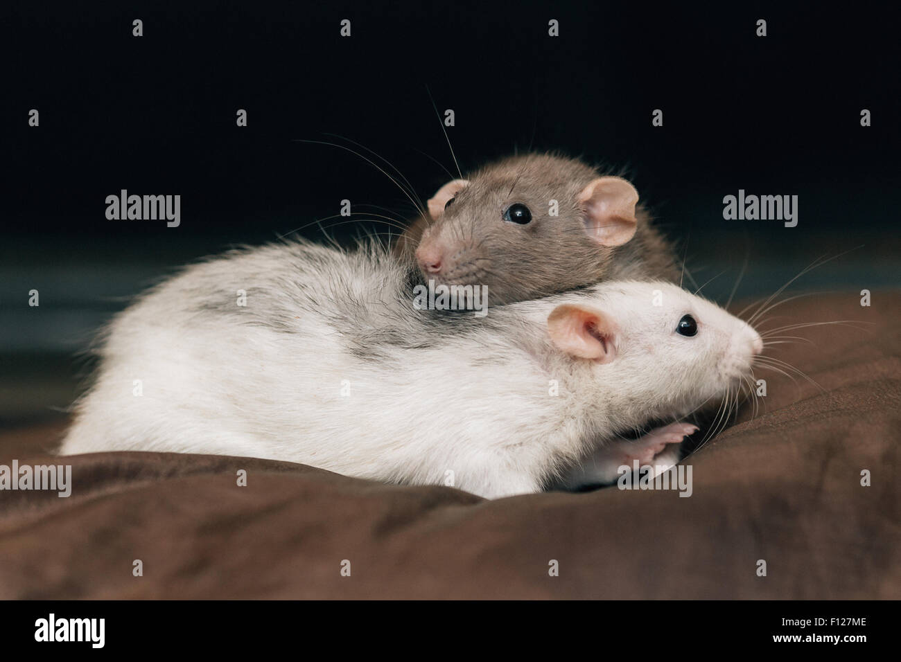 Domesticated pet rats Stock Photo Alamy