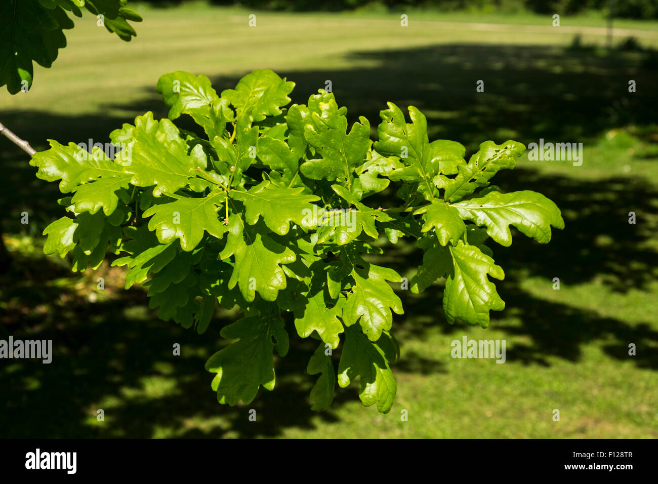 Quercus petraea, the Irish oak tree, national tree of Ireland, in