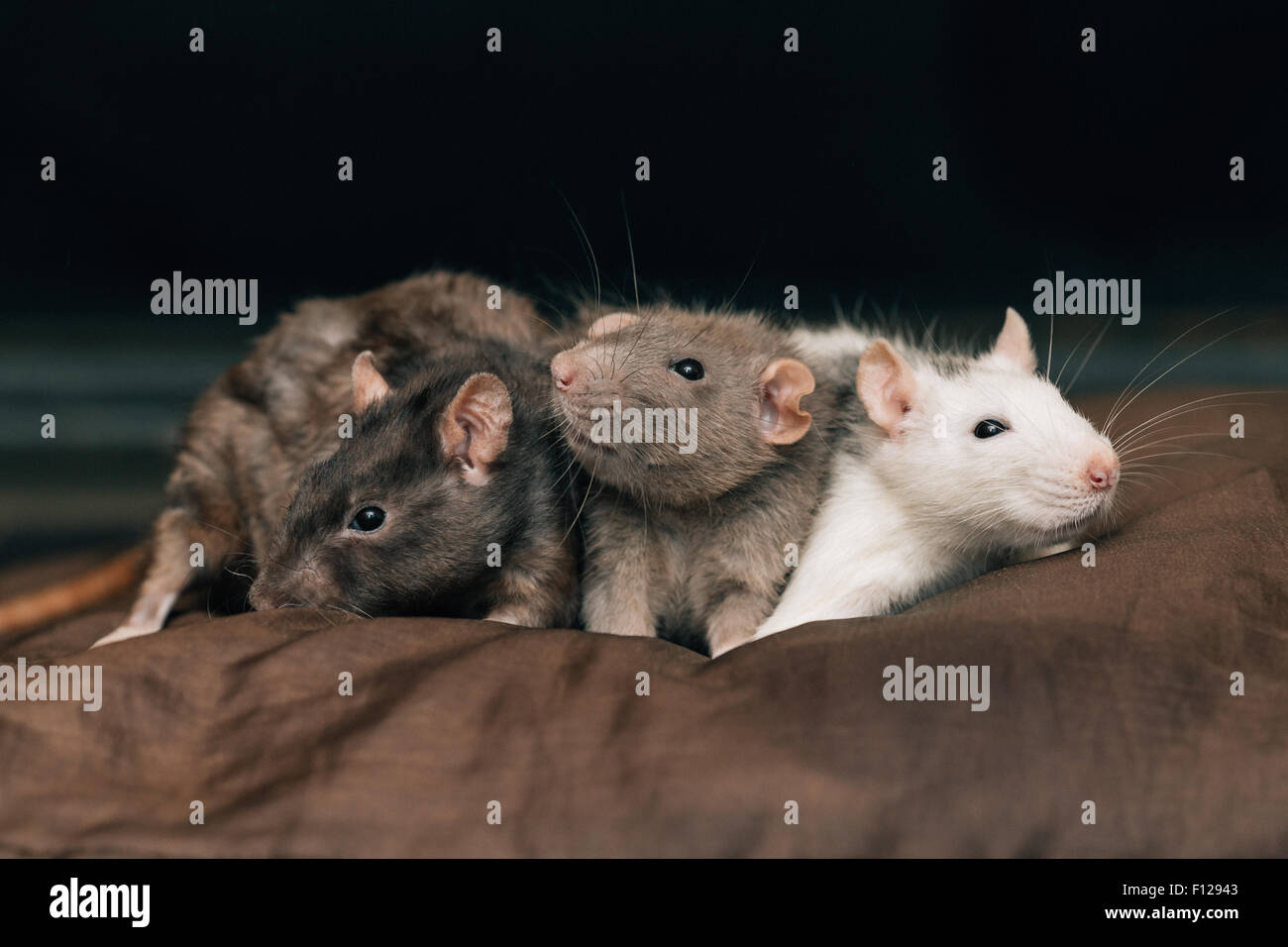 Domesticated pet rats Stock Photo Alamy