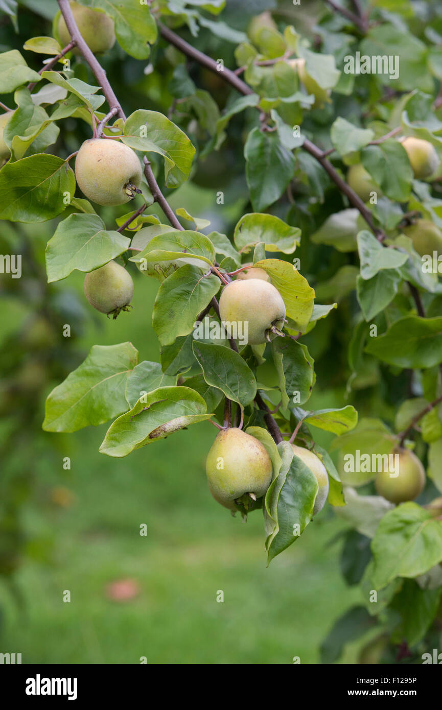 Quince trees hires stock photography and images Alamy