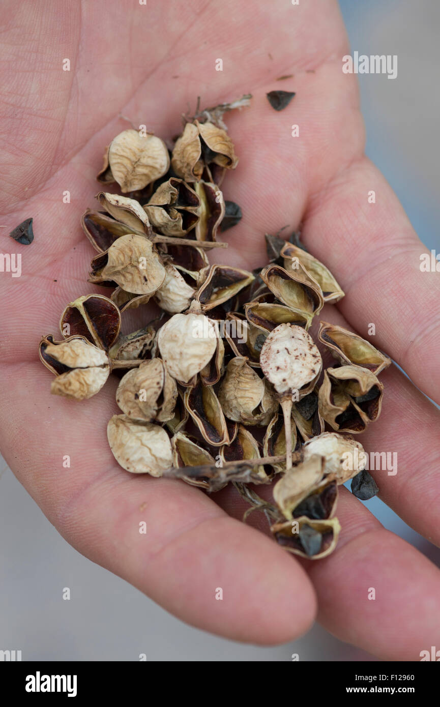 Asphodeline lutea. Asphodel seedpods and seed in a gardeners hand Stock Photo