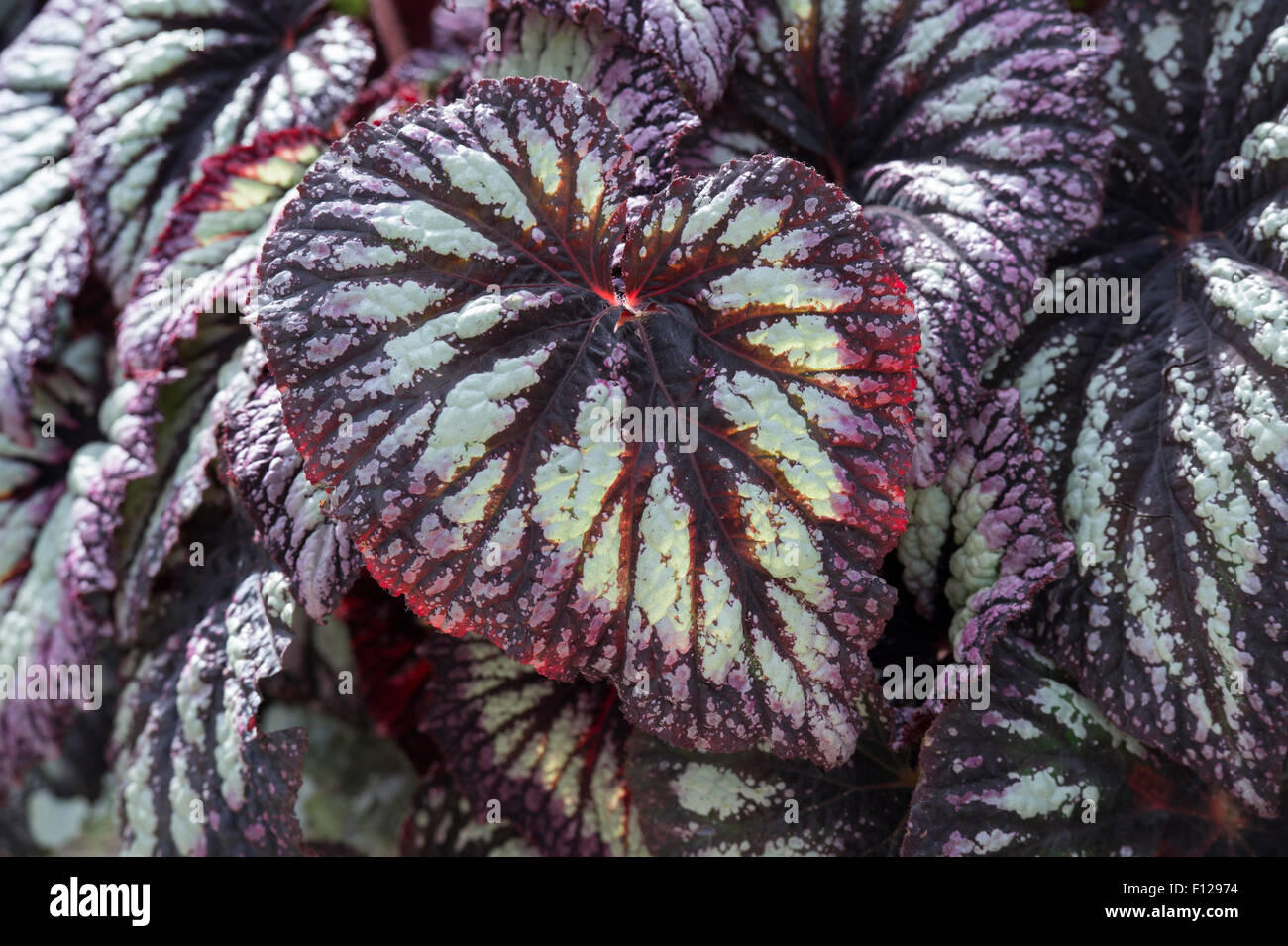 Begonia 'fireworks' leaves Stock Photo