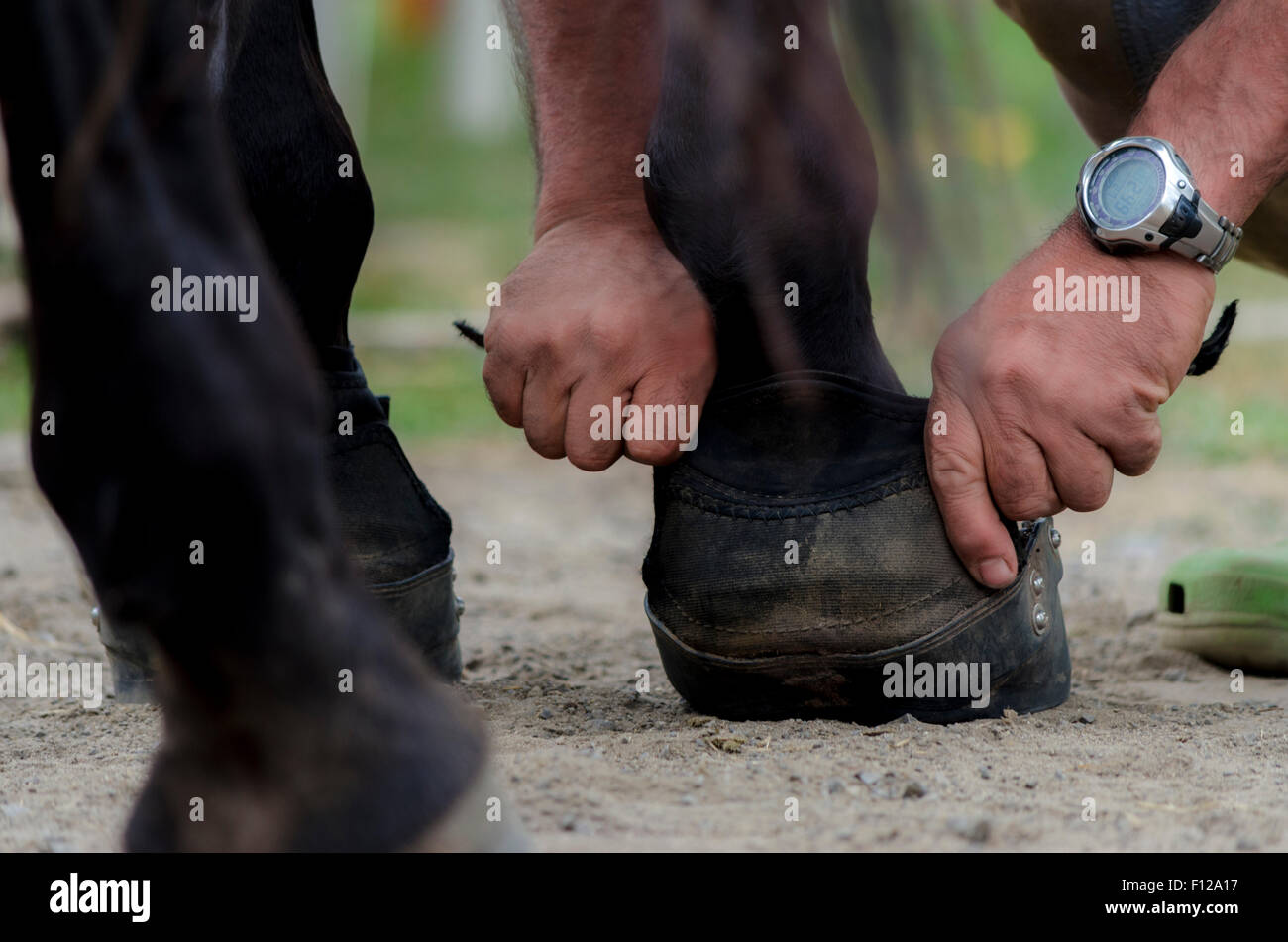Man putting horseshoes in a farm Stock Photo Alamy