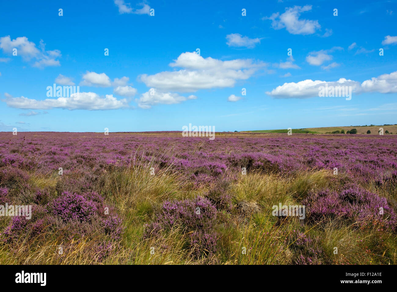 Moorland summer landscape with purple flowering heather and grasses under a blue sky on Westerdale moor, North York moors. Stock Photo
