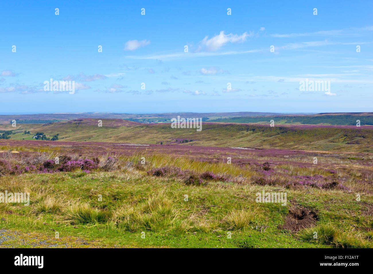Moorland landscape with purple flowering heather at Westerdale moor on the North York moors in August. Stock Photo