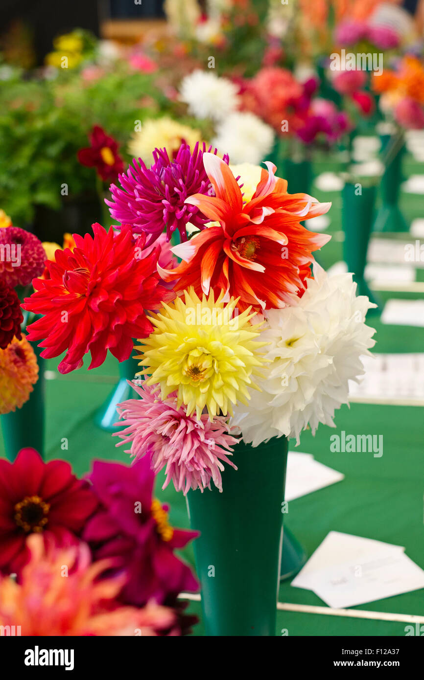 Dahlia Flowers awaiting Judging in Village Show Stock Photo