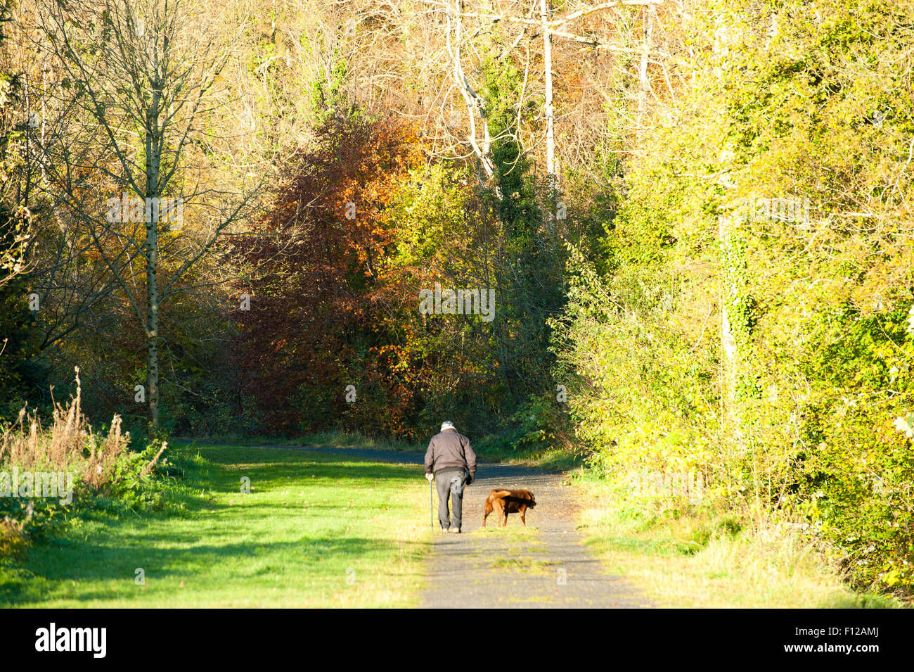 Man walking with dog in the autumn forest Stock Photo - Alamy