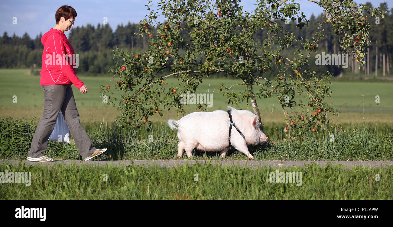 Ittenhausen, Germany. 23rd Aug, 2015. Hannelore Riedel goes for a walk with Charlotte the pig and Buddy the dog near Ittenhausen, Germany, 23 August 2015. PHOTO: THOMAS WARNACK/DPA/Alamy Live News Stock Photo