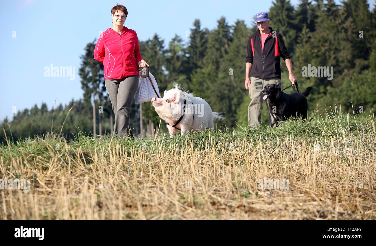 Ittenhausen, Germany. 23rd Aug, 2015. Hannelore and Rudolf Riedel go for a walk with Charlotte the pig and Buddy the dog near Ittenhausen, Germany, 23 August 2015. PHOTO: THOMAS WARNACK/DPA/Alamy Live News Stock Photo