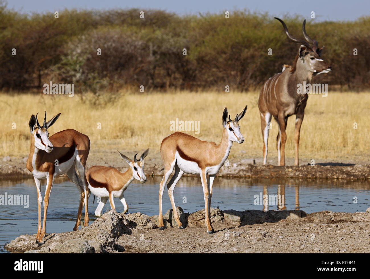 Springbocks, Central Kalahari Game Reserve, Botswana, Antidorcas marsupialis Stock Photo