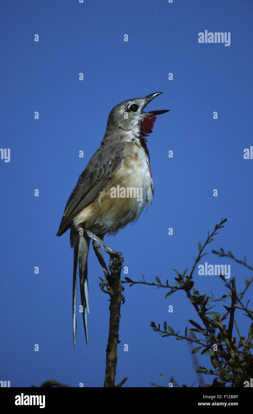 Rosy-patched Bush-shrike (Rhodophoneus cruentus) adult male singing Samburu Game Reserve Kenya Stock Photo