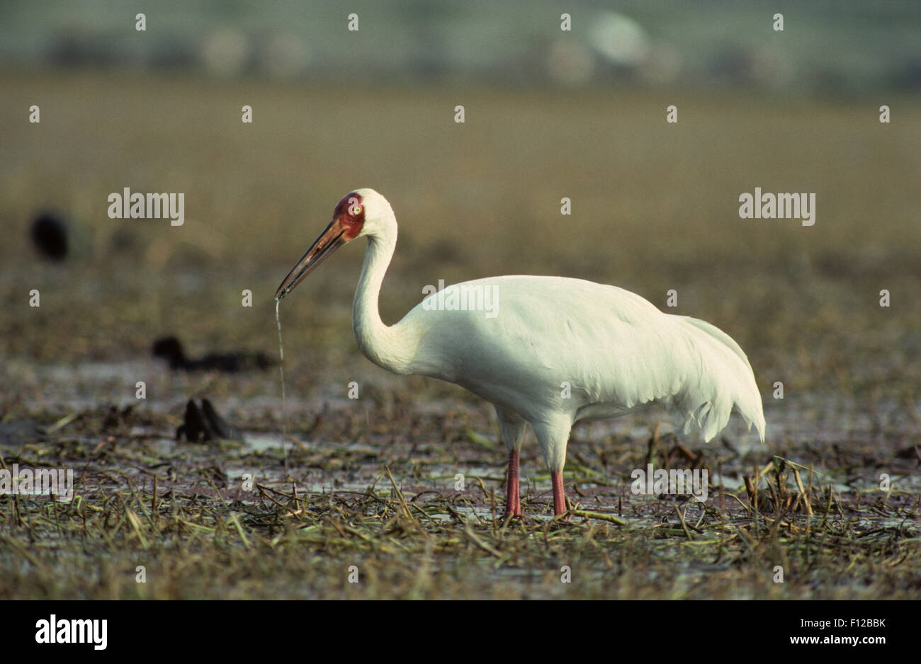 Siberian crane grus leucogeranus bharatpur bird hi-res stock ...