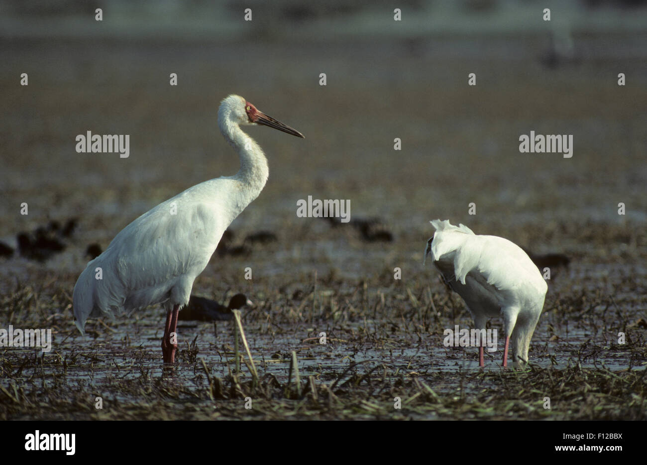 Siberian White Crane (Grus leucogeranus) adult Keoladeo Ghana Sanctuary ...