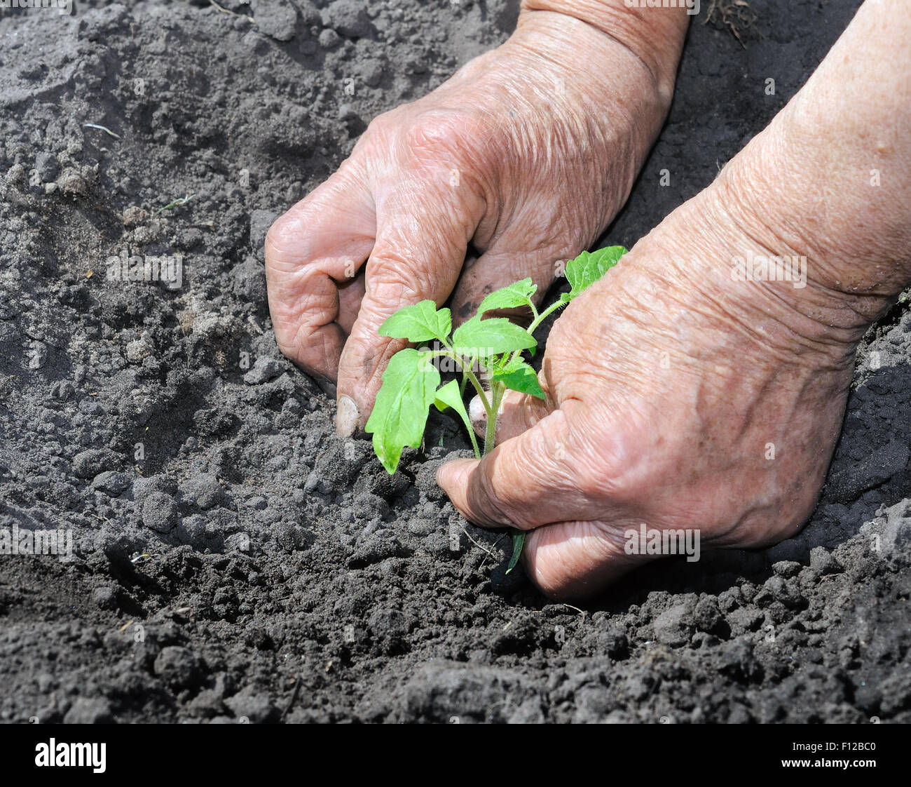 farmer planting a tomato seedling Stock Photo