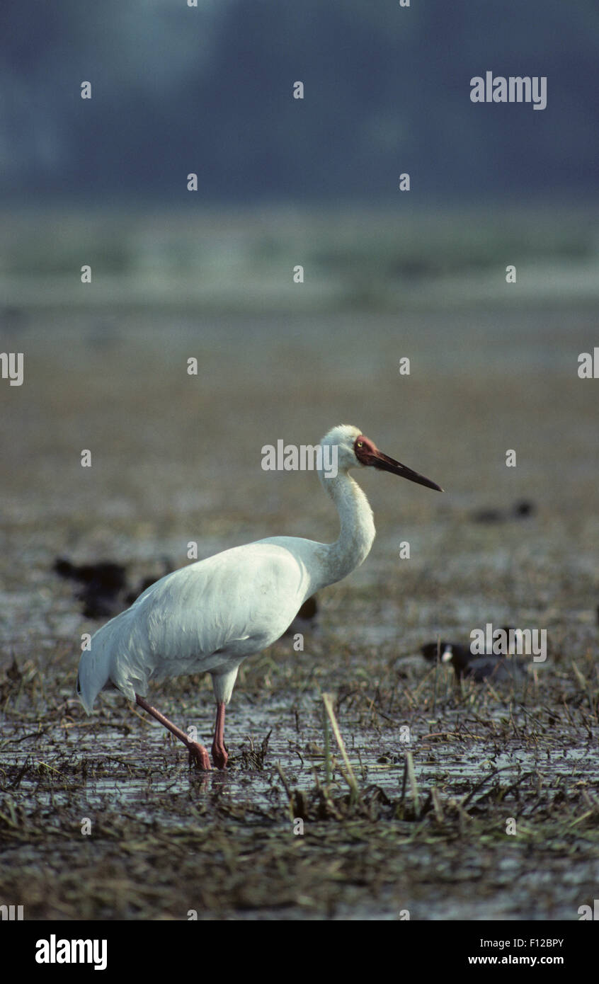 Siberian White Crane (Grus leucogeranus) adult Keoladeo Ghana Sanctuary ...