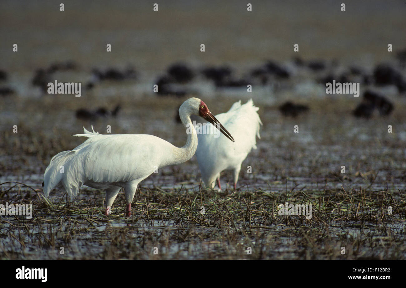 Siberian Crane Stock Photos & Siberian Crane Stock Images - Alamy