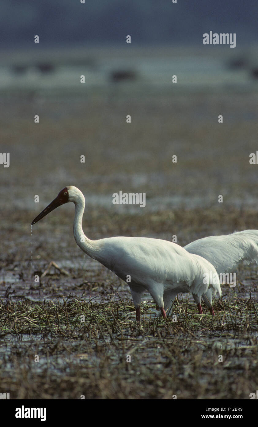 Siberian crane grus leucogeranus bharatpur bird hi-res stock ...