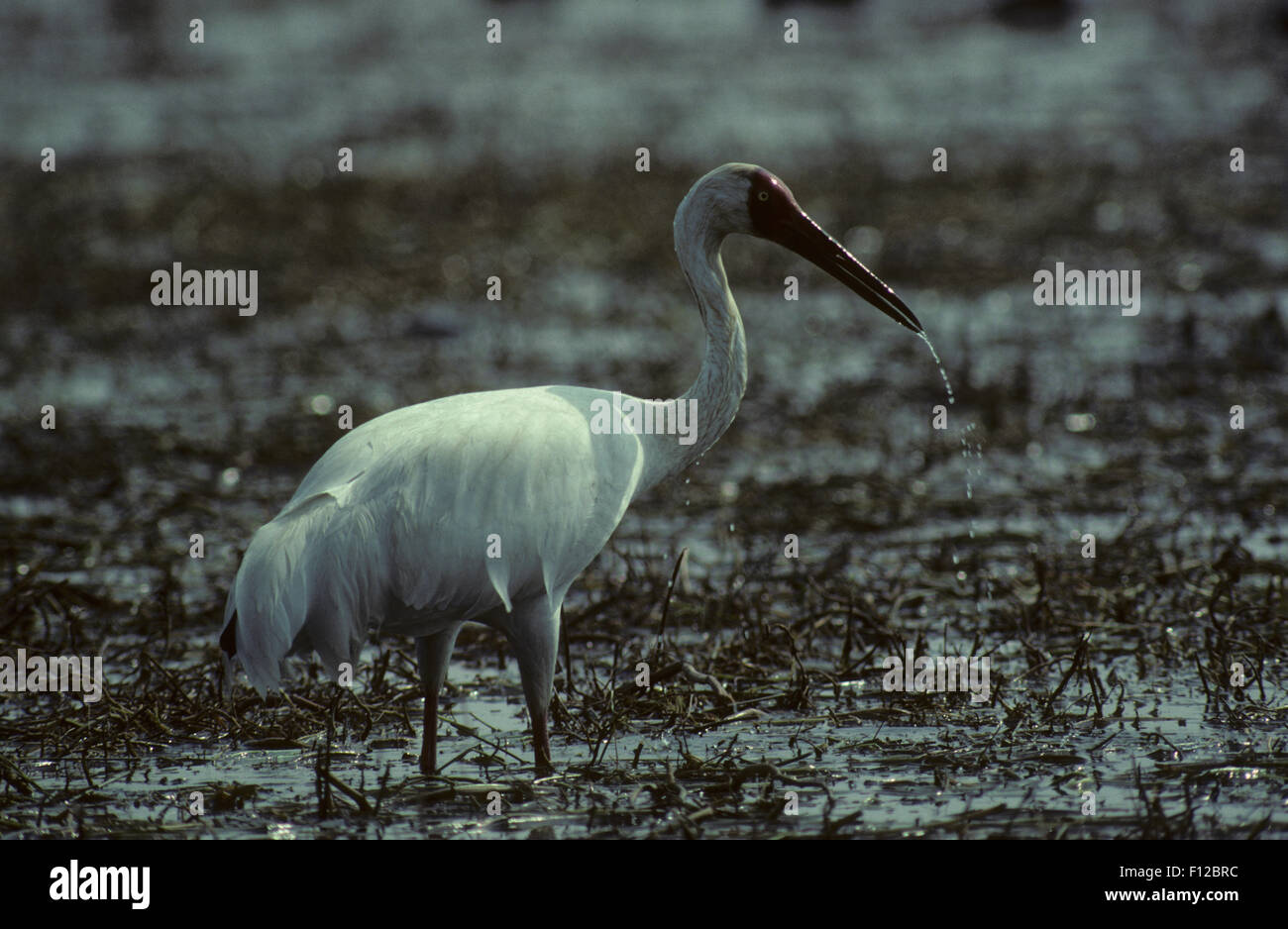 Siberian White Crane (Grus leucogeranus) adult Keoladeo Ghana Sanctuary ...