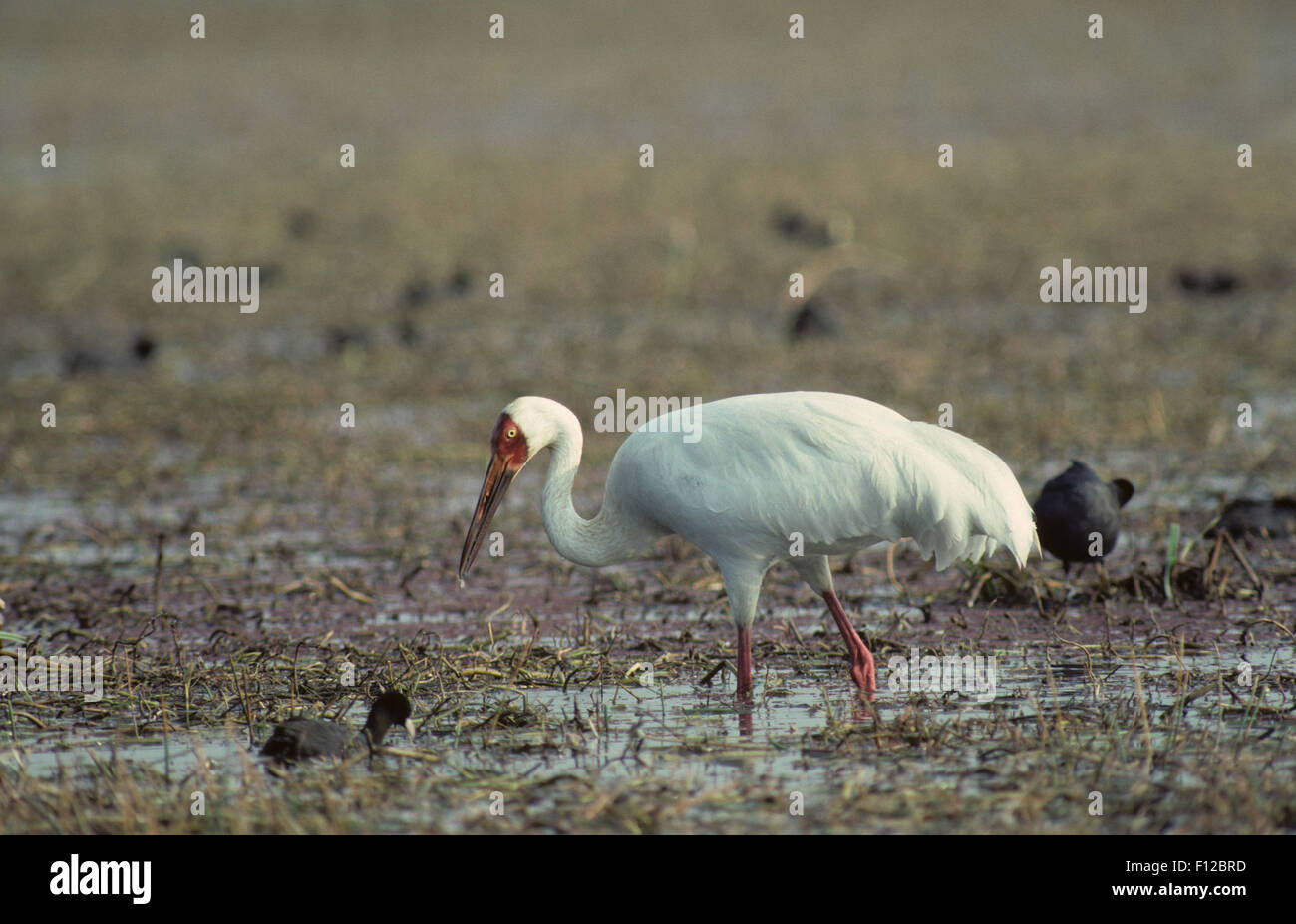 Siberian White Crane (Grus leucogeranus) adult Keoladeo Ghana Sanctuary ...
