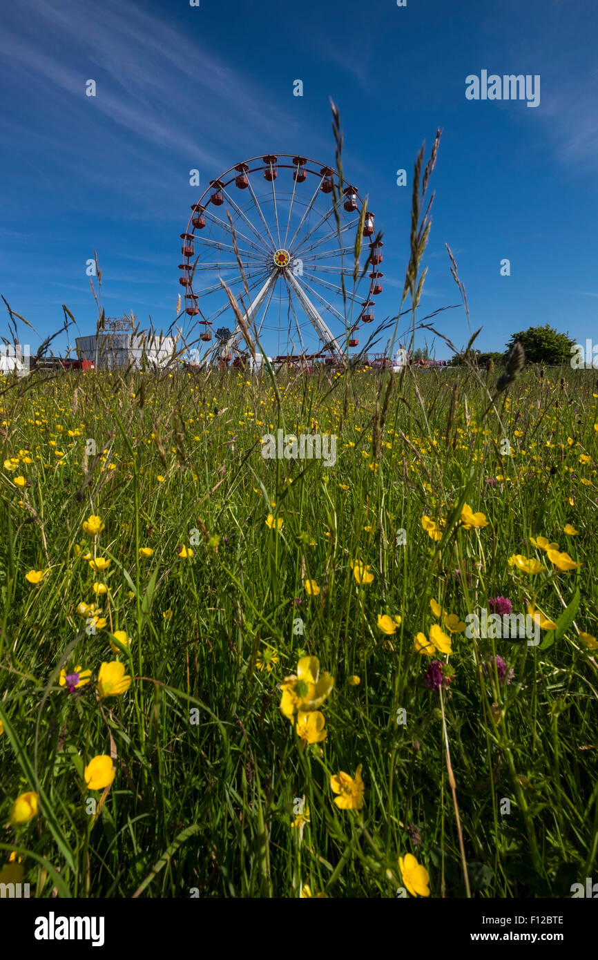Worms eye view through summer wildflowers and grass to a blue sky and fairground ride big wheel.. Corkagh park, Dublin, Ireland. Stock Photo