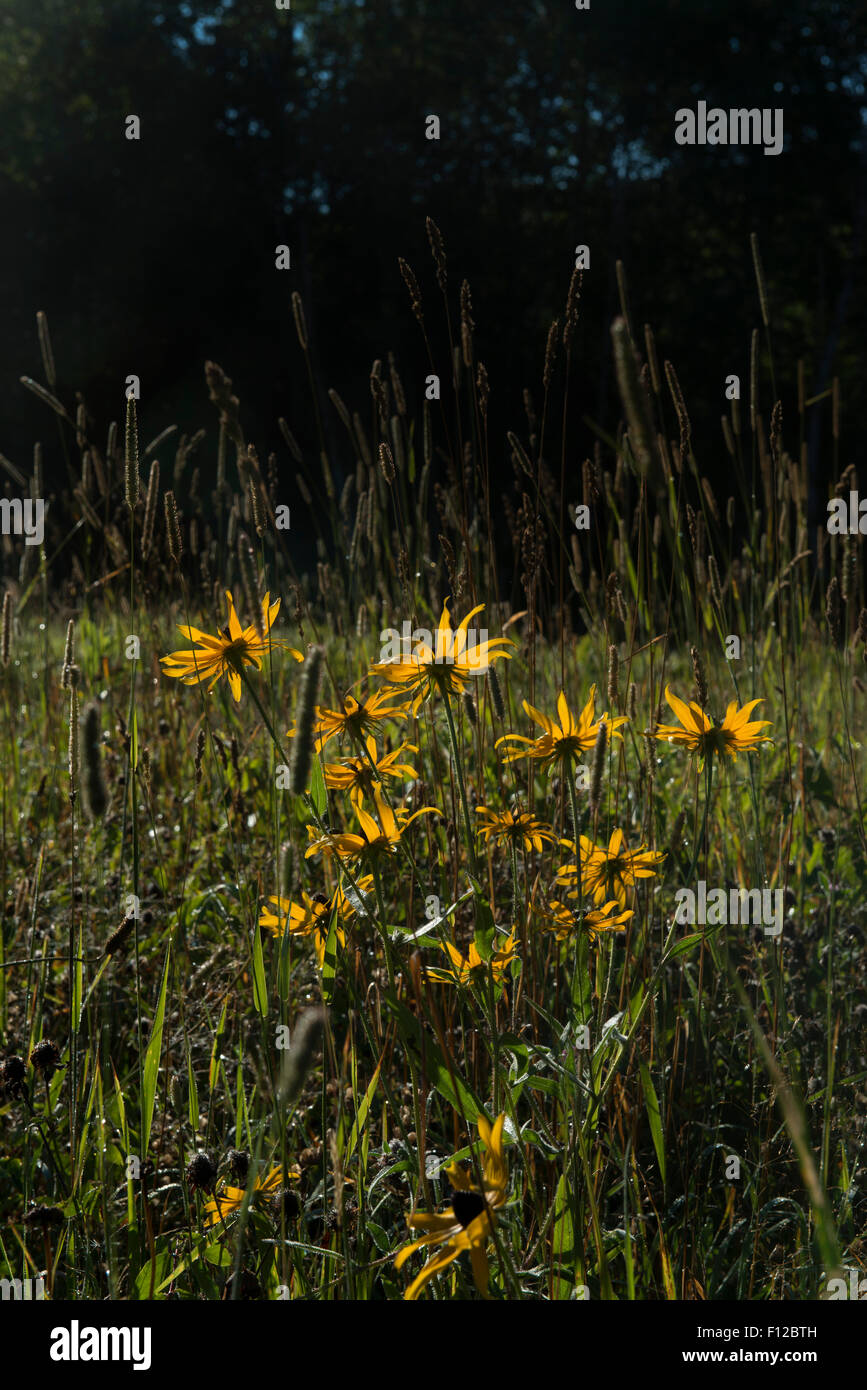 Phillips, Maine.  Black eyed Susans (Gloriosa daisy) in field. Stock Photo