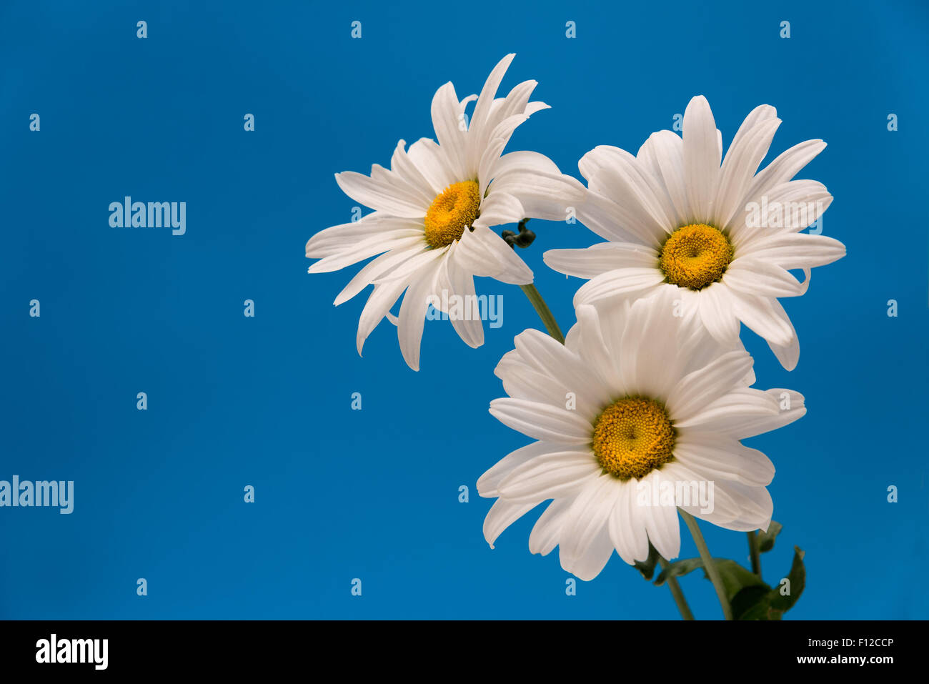 Beautiful white chamomiles flowers on a blue background Stock Photo - Alamy