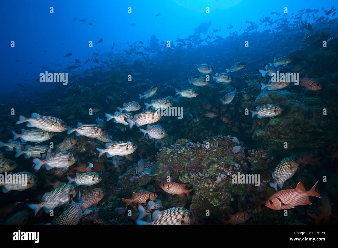 BIG SCHOOL OF SOLDIERFISH SWIMMING CLOSE TO CORAL REEF Stock Photo