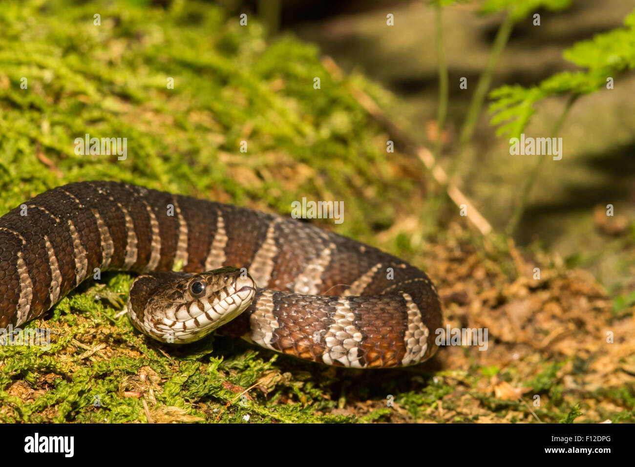 Northern Water Snake Stock Photo