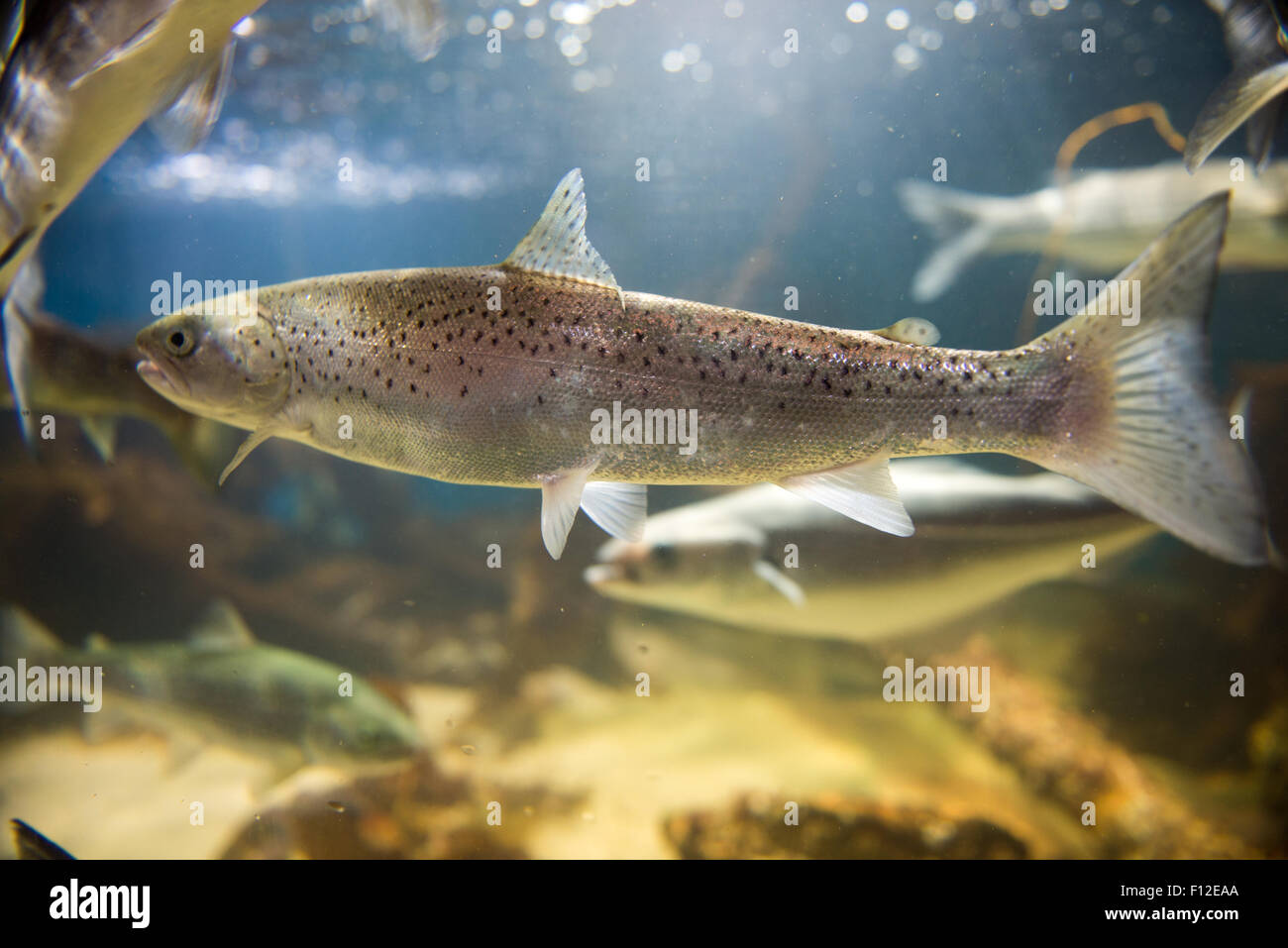 Salmon swimming in clear water in an aquarium seen from the side Stock Photo Alamy