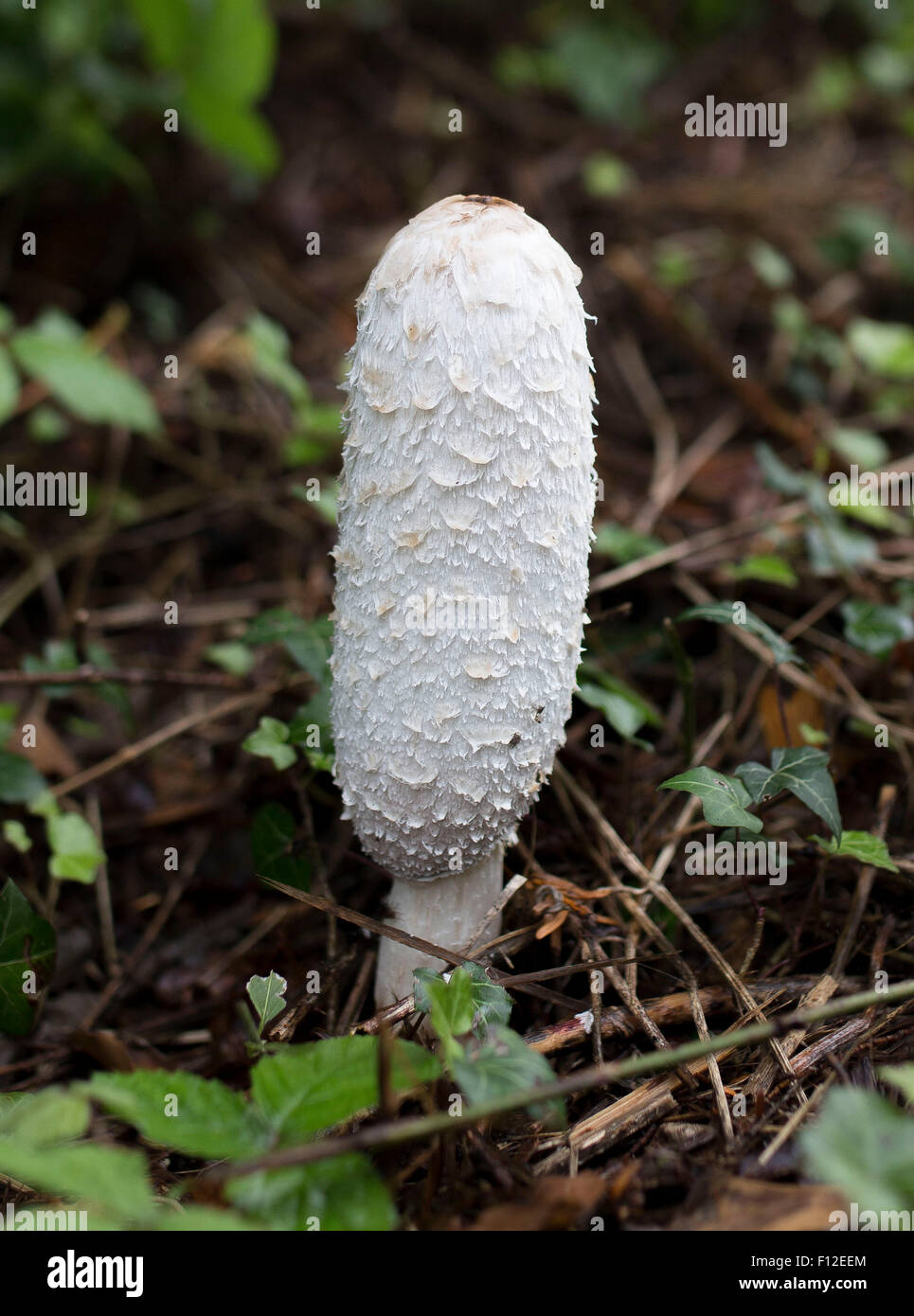 Shaggy ink cap mushroom hi-res stock photography and images - Alamy