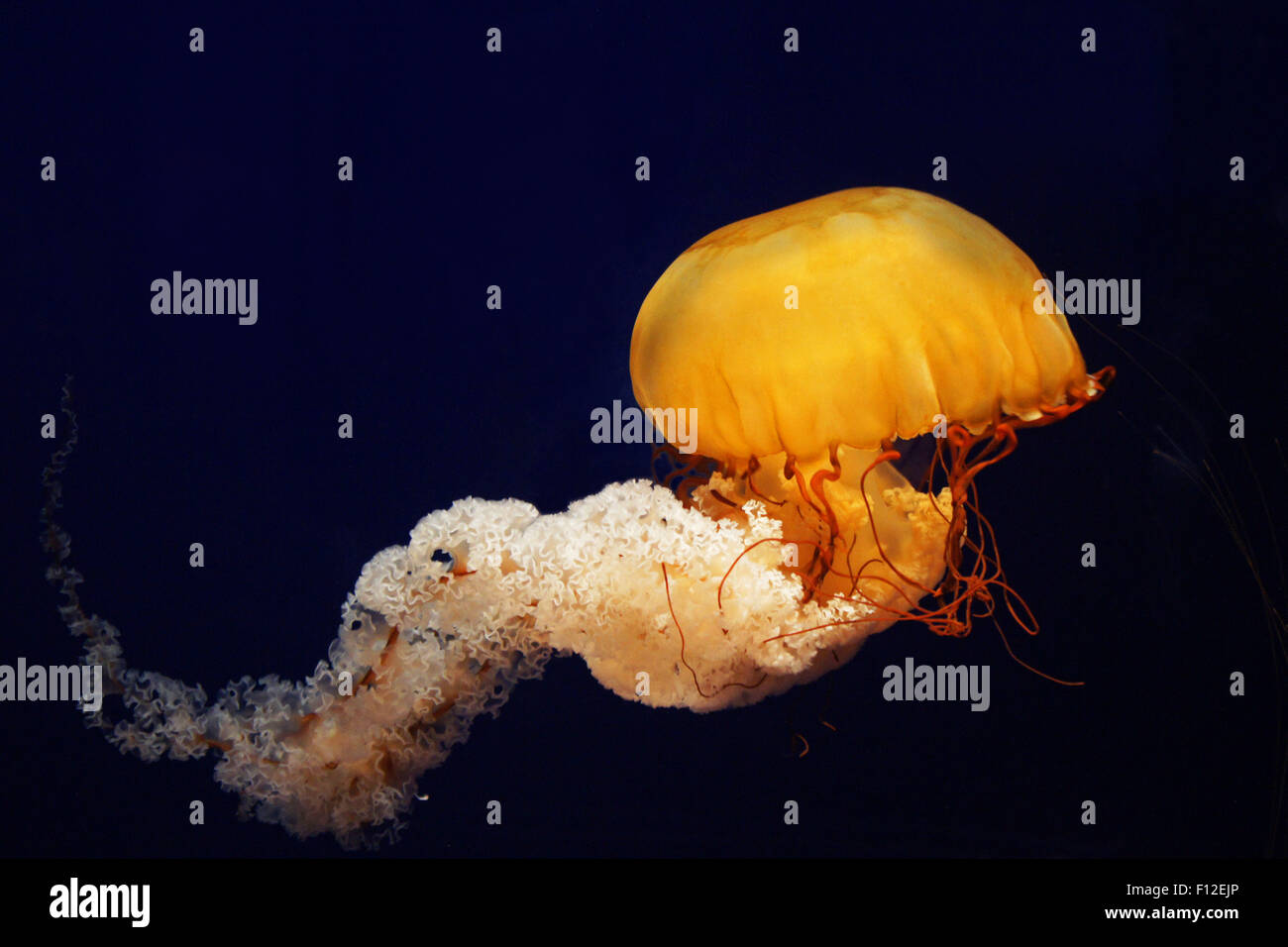 Pacific Sea Nettle Jellyfish  SONY DSC Stock Photo
