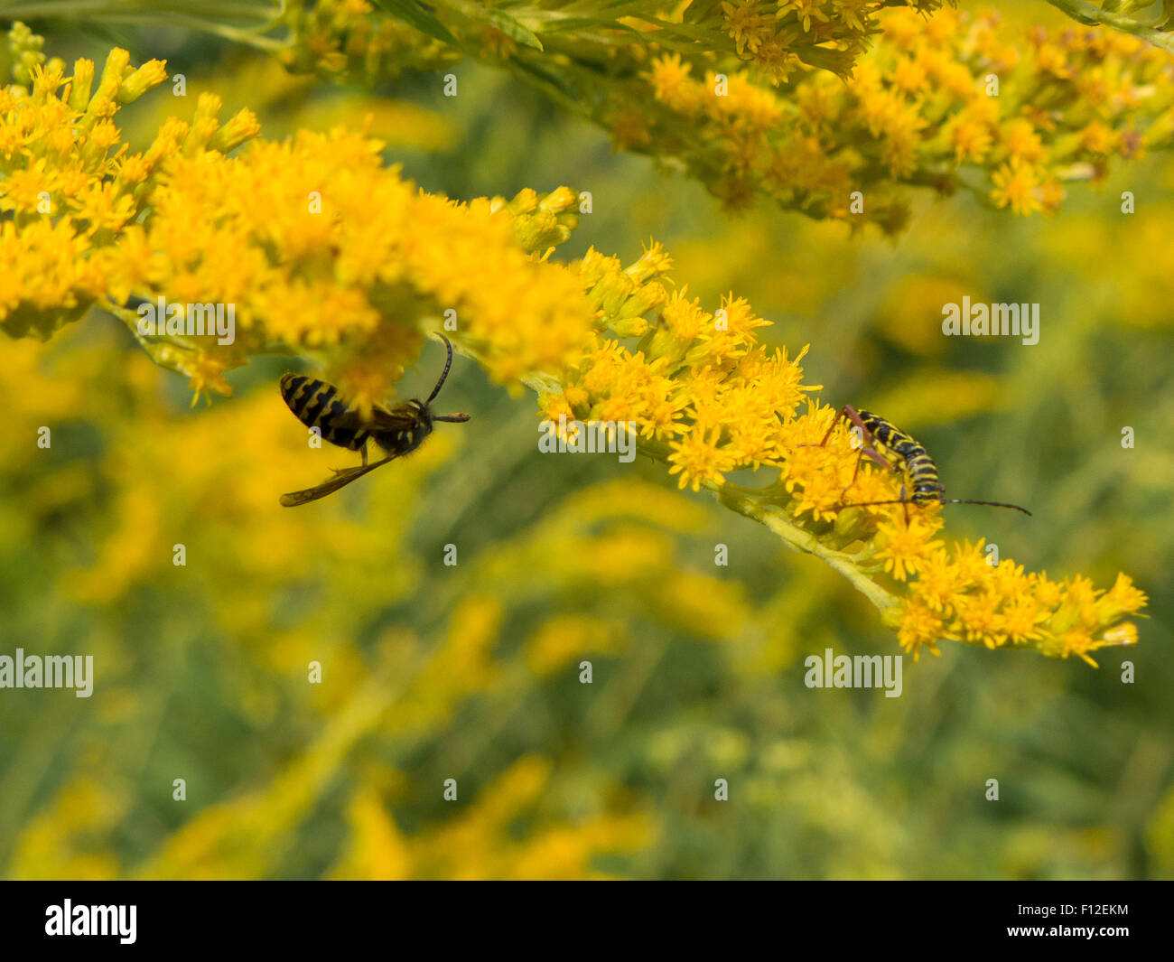 Wasp feeding on goldenrod flowers Stock Photo Alamy