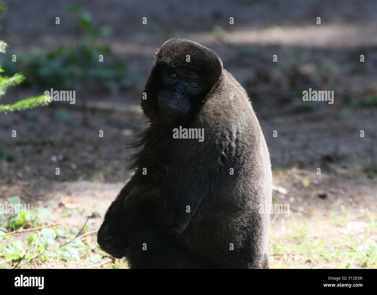 Brown or Humboldt's woolly monkey (Lagothrix lagotricha) looking over his shoulder Stock Photo