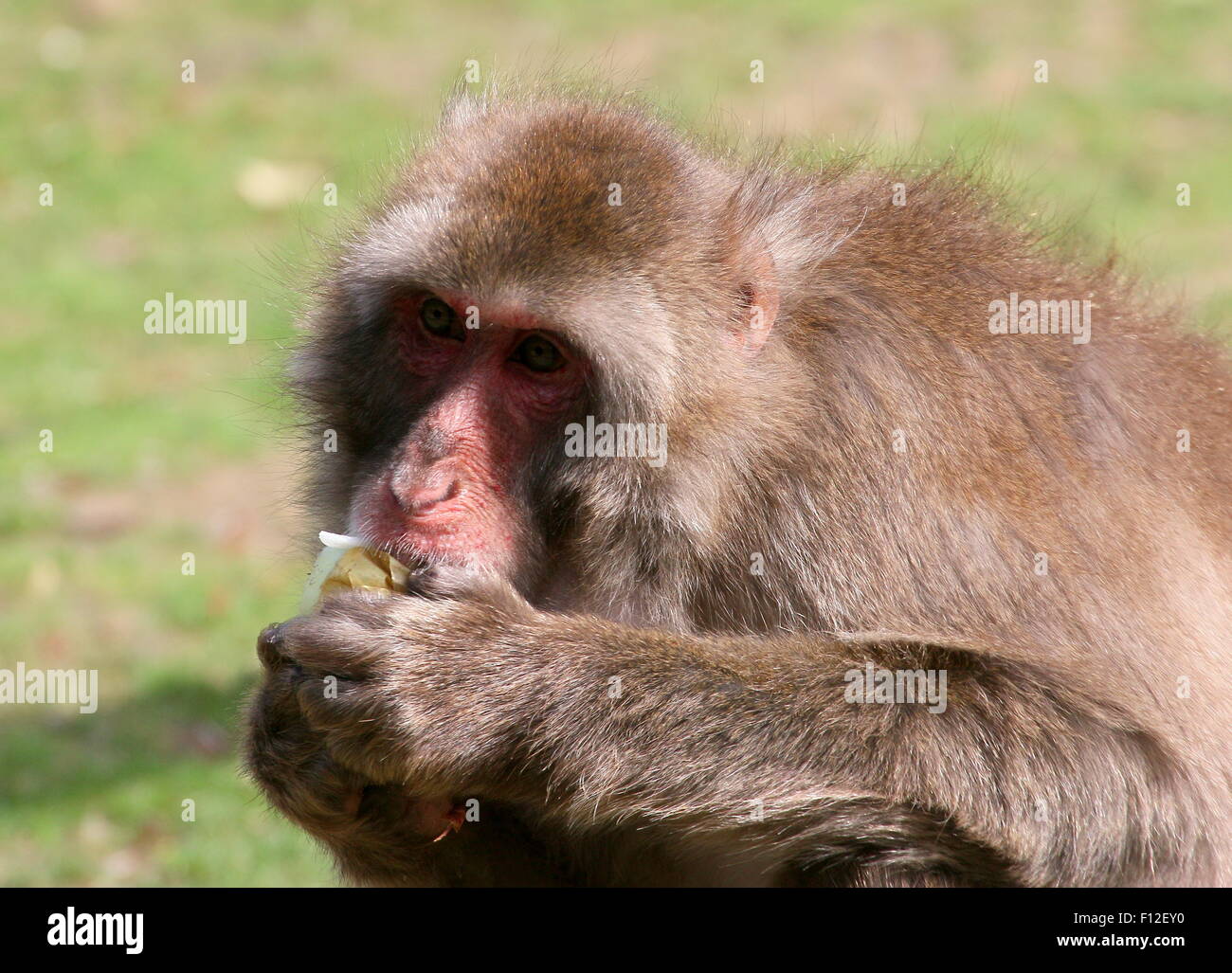 Japanese macaque or Snow monkey (Macaca fuscata) posing on a branch Stock Photo