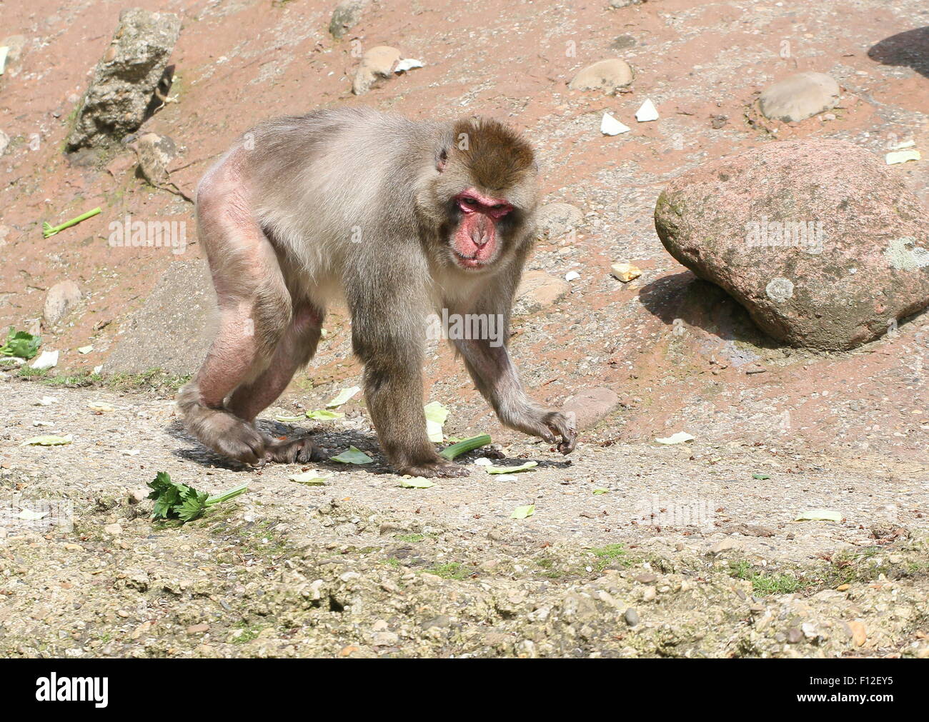 Mature male Japanese macaque or Snow monkey (Macaca fuscata) walking by at close range Stock Photo