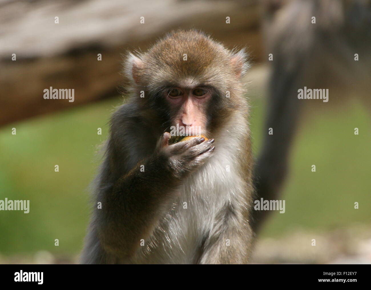 Japanese macaque or Snow monkey (Macaca fuscata) closeup of the head while eating Stock Photo