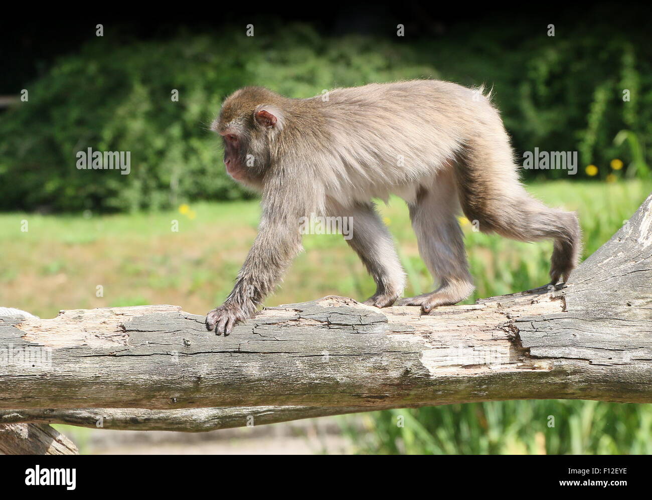 Japanese macaque or Snow monkey (Macaca fuscata) walking on a branch, seen in profile Stock Photo
