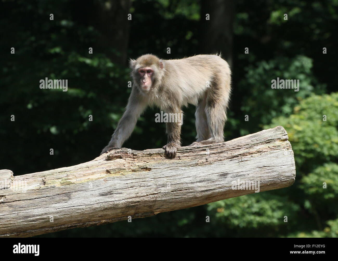 Juvenile Japanese macaque or Snow monkey (Macaca fuscata) posing on a branch Stock Photo