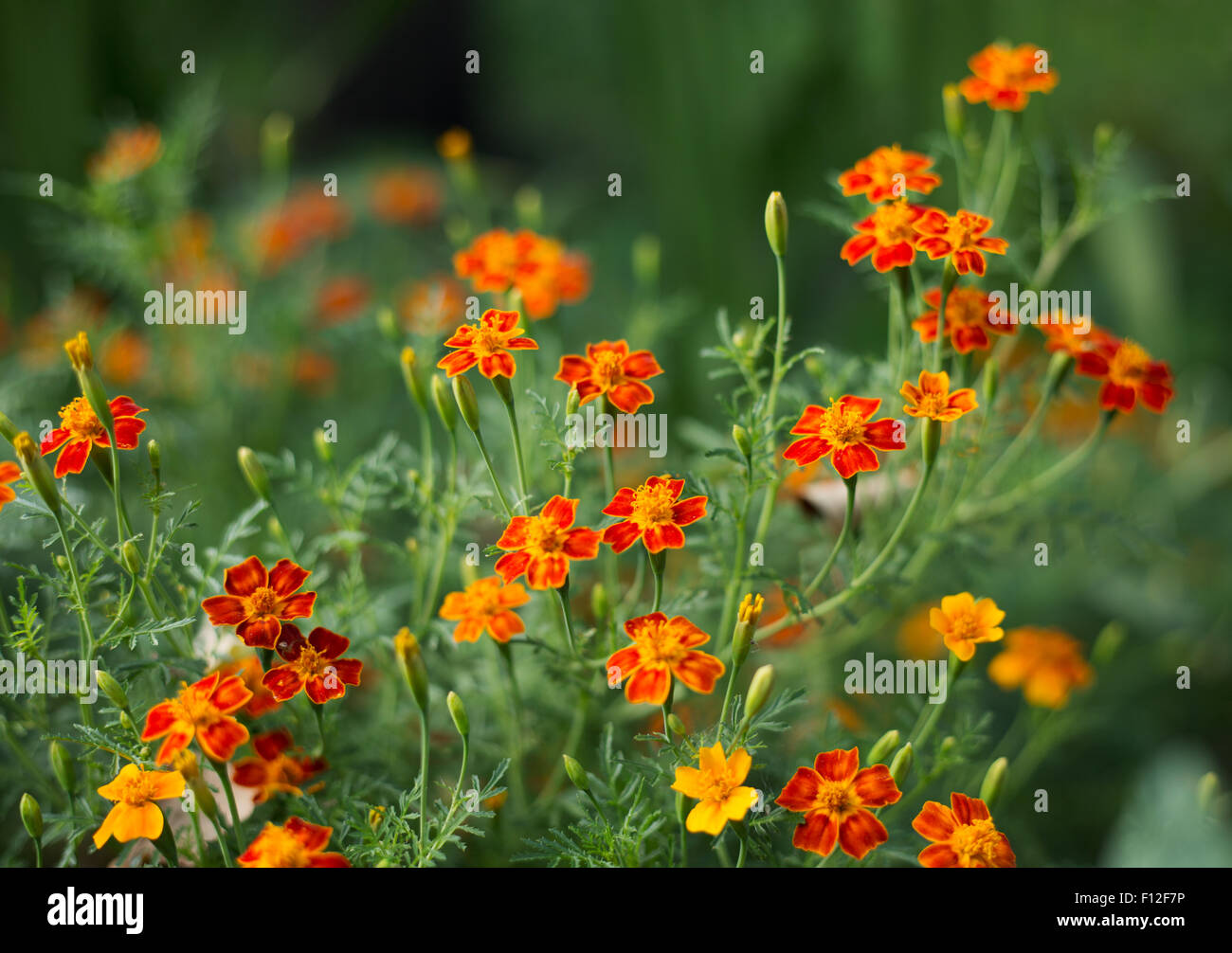 Marigold flowers - Tagetes - Orange flowers on green grass background - Shallow focus depth Stock Photo
