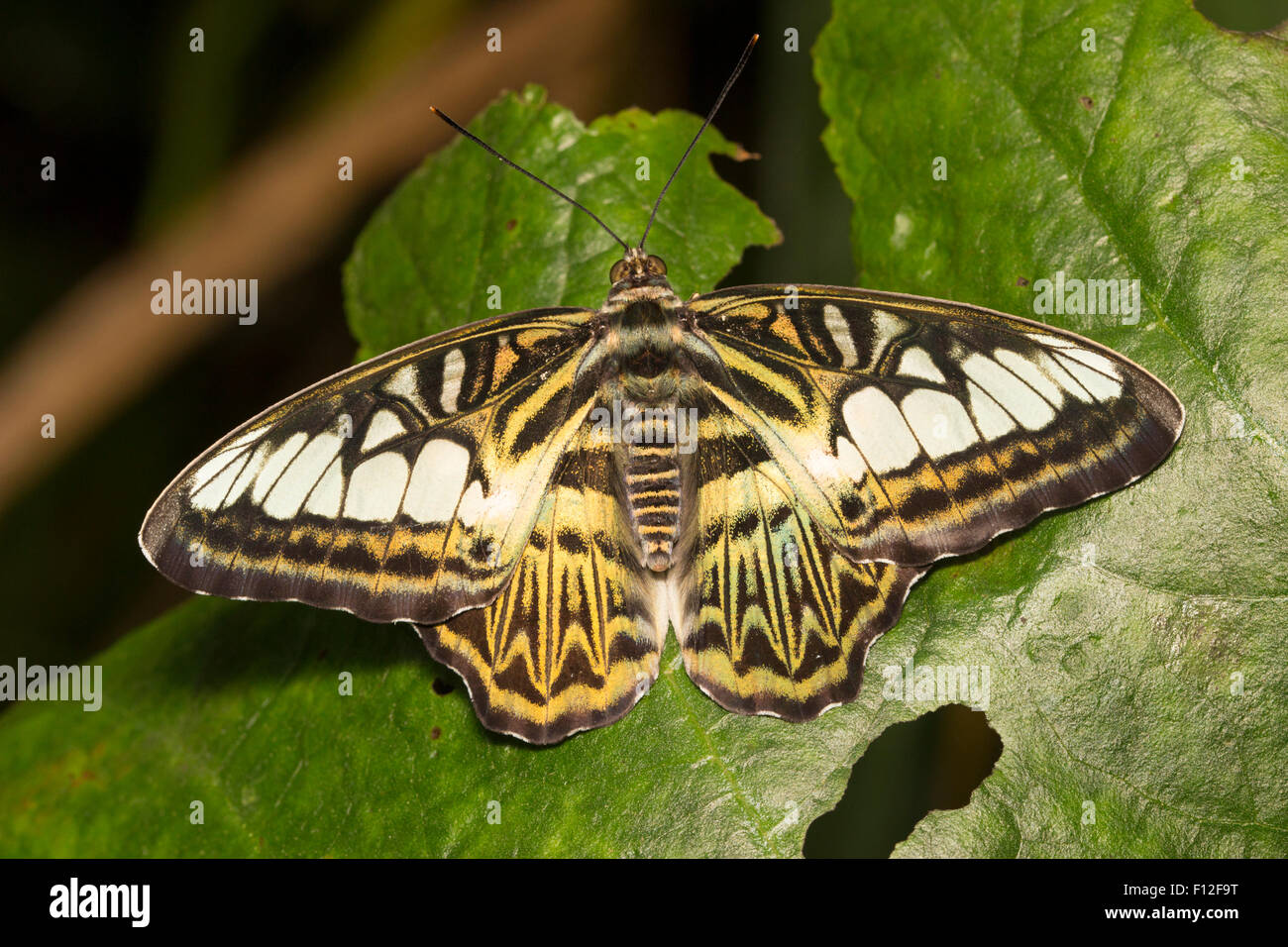 Tropical Asian Clipper butterfly, Parthenos sylvia, in a Devon butterfly farm Stock Photo