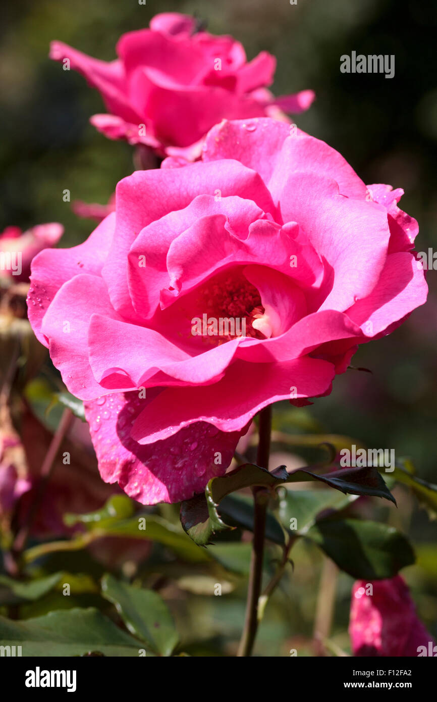 Flower and buds of the floribunda rose, Rosa 'Romance' Stock Photo