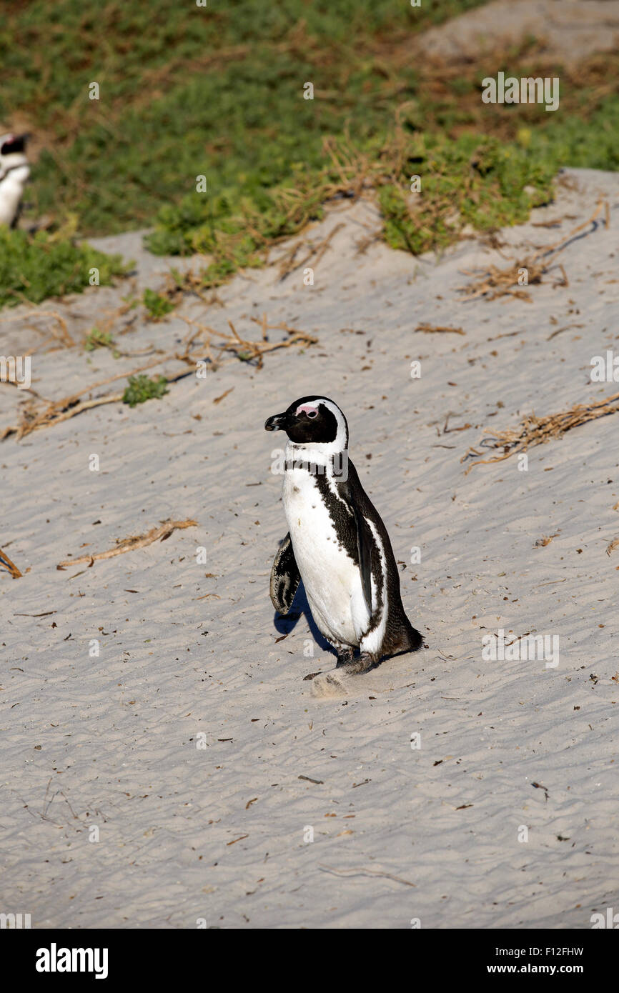 African penguin (Spheniscus demersus) walking on sandy beach to ocean Stock Photo