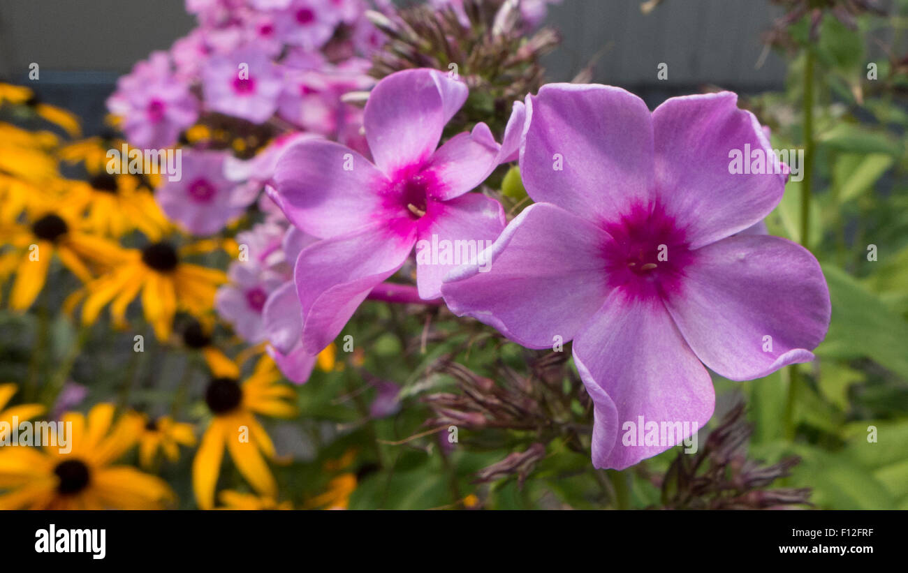 Bluish wild flowers and black eyed Susans. Stock Photo