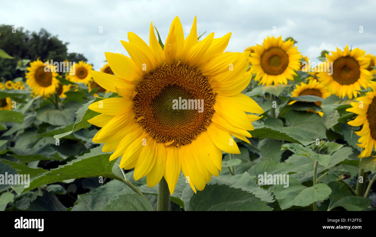 Sunflower field in Pittsford NY USA. Stock Photo