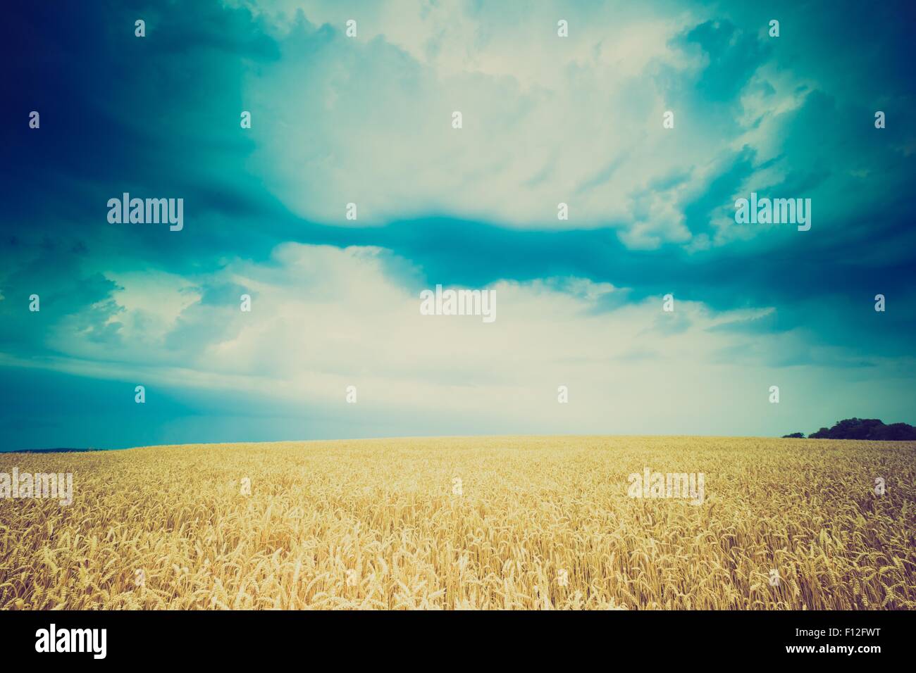 Vintage photo of storm clouds over wheat field. Danger weather with ...
