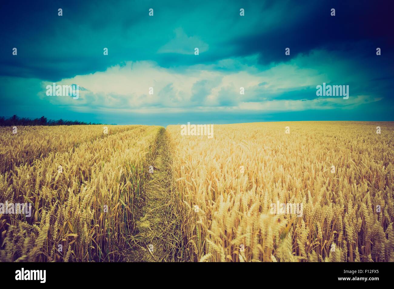 Vintage photo of storm clouds over wheat field. Danger weather with ...