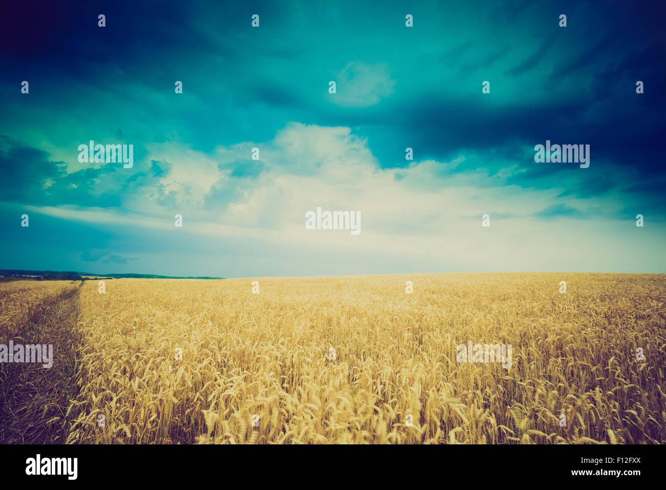 Vintage photo of storm clouds over wheat field. Danger weather with ...